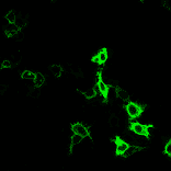 Immunofluorescence - Anti-HA Tag Antibody [r12CA5] (CF®647) (A352079) - Antibodies.com