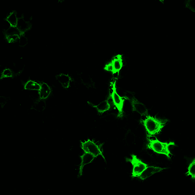 Immunofluorescence - Anti-HA Tag Antibody [r12CA5] (CF®680) (A352080) - Antibodies.com
