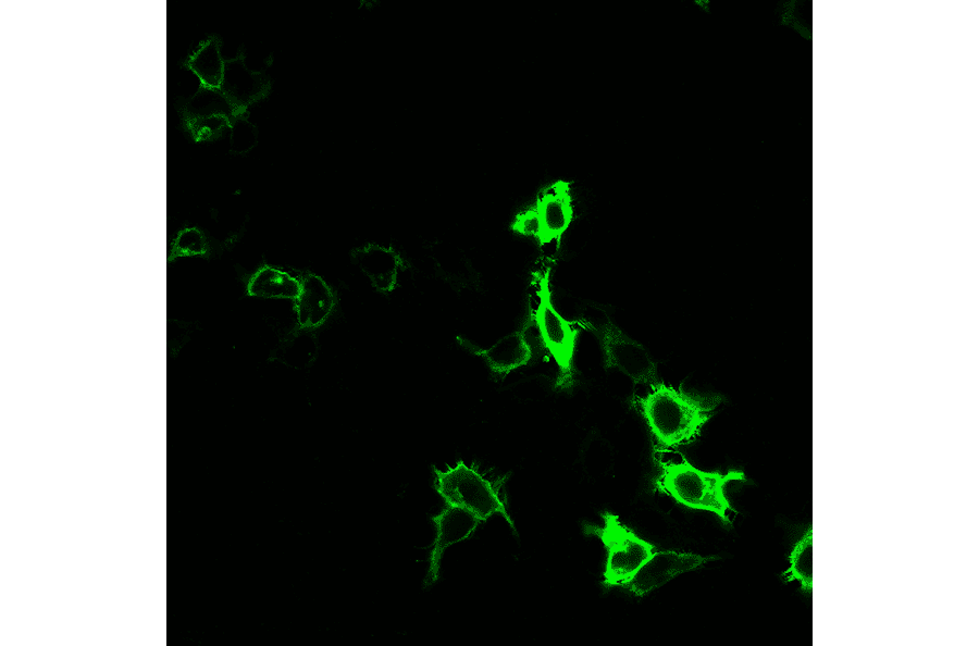 Immunofluorescence - Anti-HA Tag Antibody [r12CA5] (CF®680R) (A352081) - Antibodies.com