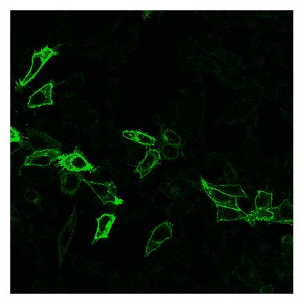 Immunofluorescence - Anti-HA Tag Antibody [r12CA5] (CF®740) (A352082) - Antibodies.com
