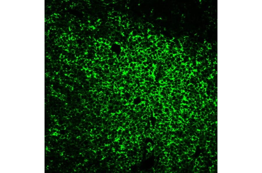 Immunofluorescence - Anti-CD45RO Antibody [UCHL-1] (CF®405S) (A352086) - Antibodies.com