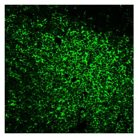 Immunofluorescence - Anti-CD45RO Antibody [UCHL-1] (CF®740) (A352090) - Antibodies.com