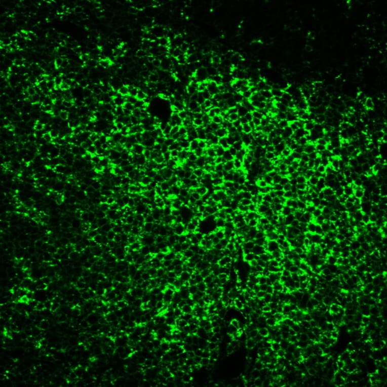 Immunofluorescence - Anti-CD45RO Antibody [UCHL-1] (Biotin) (A352093) - Antibodies.com