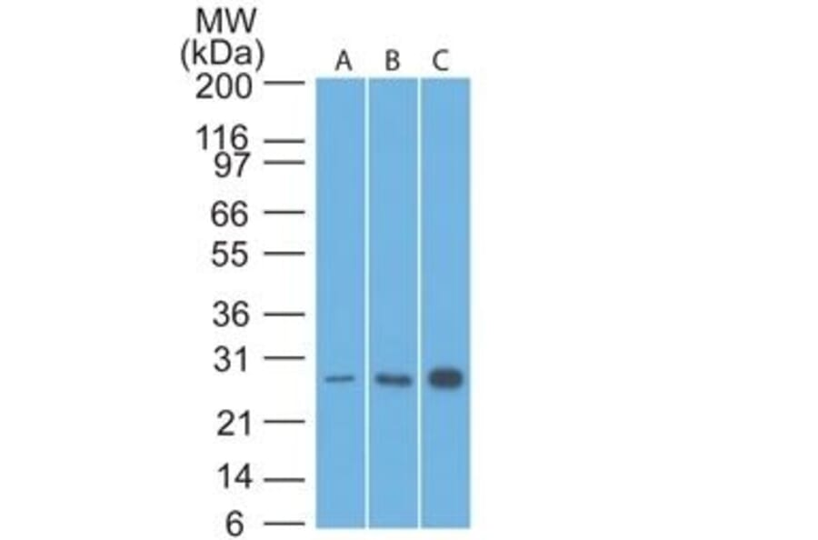 Wstern Blot - Anti-Bcl-2 Antibody [8C8] (CF®405S) (A352102) - Antibodies.com