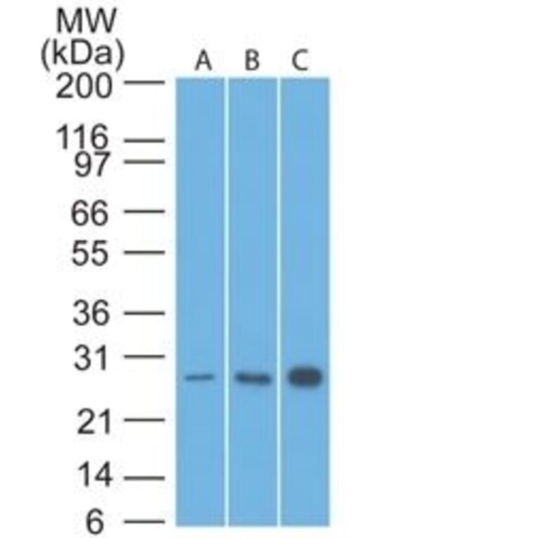 Wstern Blot - Anti-Bcl-2 Antibody [8C8] (CF®740) (A352107) - Antibodies.com