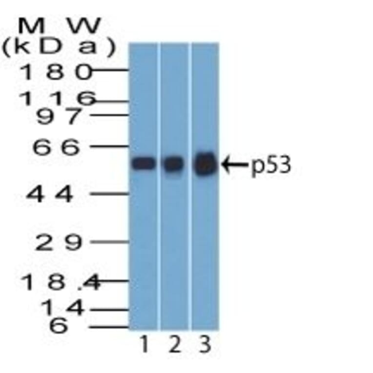 Wstern Blot - Anti-p53 Antibody [BP53-12] (CF®568) (A352122) - Antibodies.com