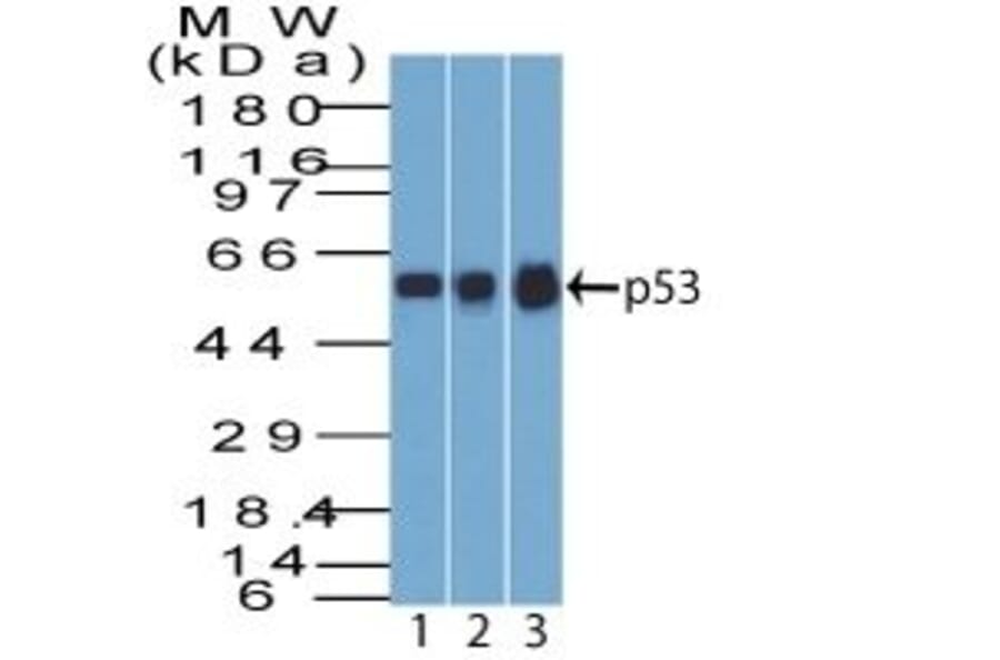 Wstern Blot - Anti-p53 Antibody [BP53-12] (CF®740) (A352123) - Antibodies.com