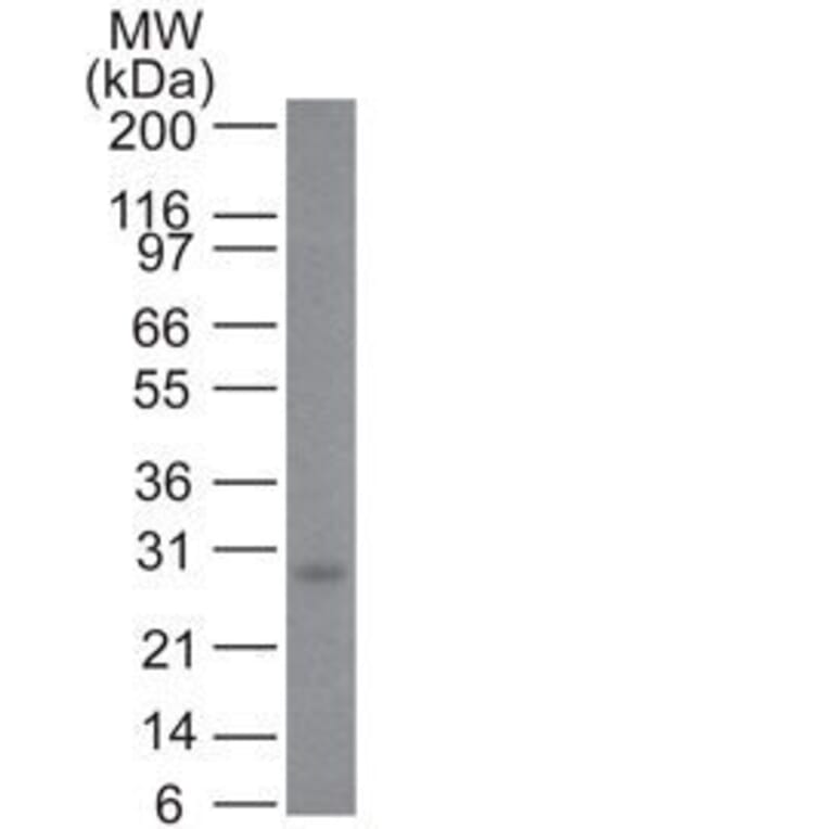 Wstern Blot - Anti-Bcl-2 Antibody [100/D5] (CF®640R) (A352154) - Antibodies.com