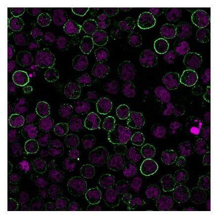 Immunofluorescence - Anti-CD19 Antibody [CVID3/155] (CF®647) (A352211) - Antibodies.com