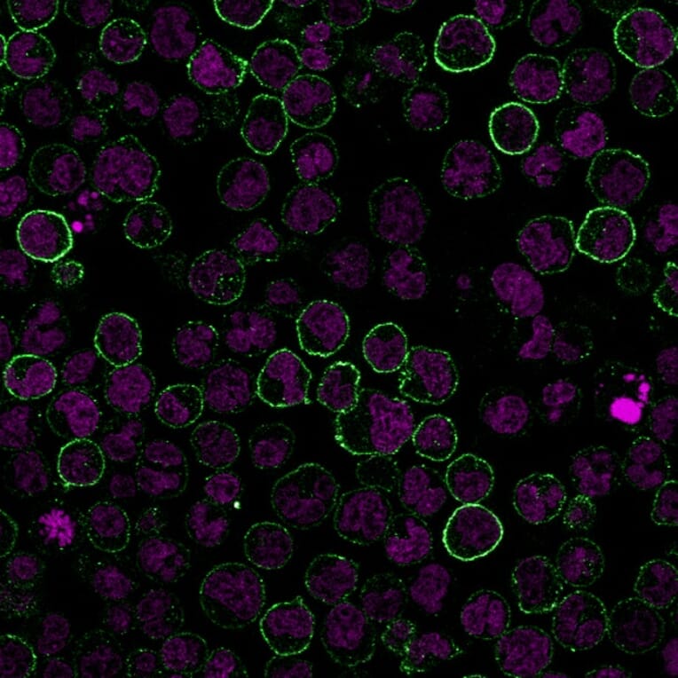 Immunofluorescence - Anti-CD19 Antibody [CVID3/155] (CF®568) (A352213) - Antibodies.com