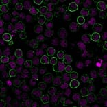 Immunofluorescence - Anti-CD19 Antibody [CVID3/155] (CF®568) (A352213) - Antibodies.com