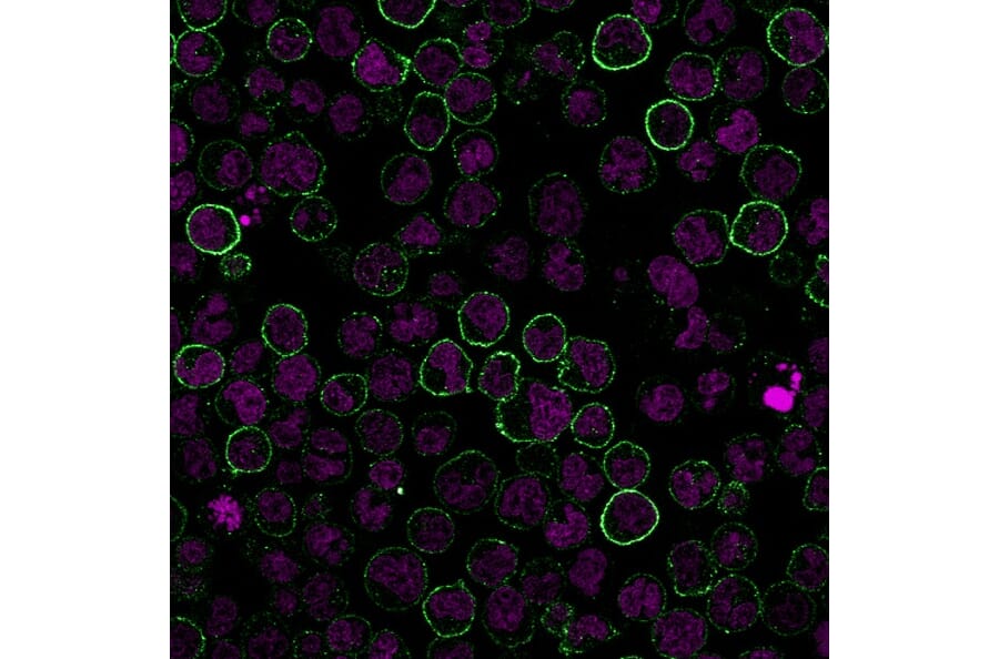 Immunofluorescence - Anti-CD19 Antibody [CVID3/155] (CF®740) (A352214) - Antibodies.com