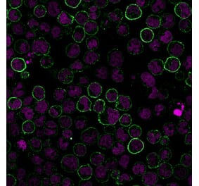 Immunofluorescence - Anti-CD19 Antibody [CVID3/155] (CF®594) (A352216) - Antibodies.com