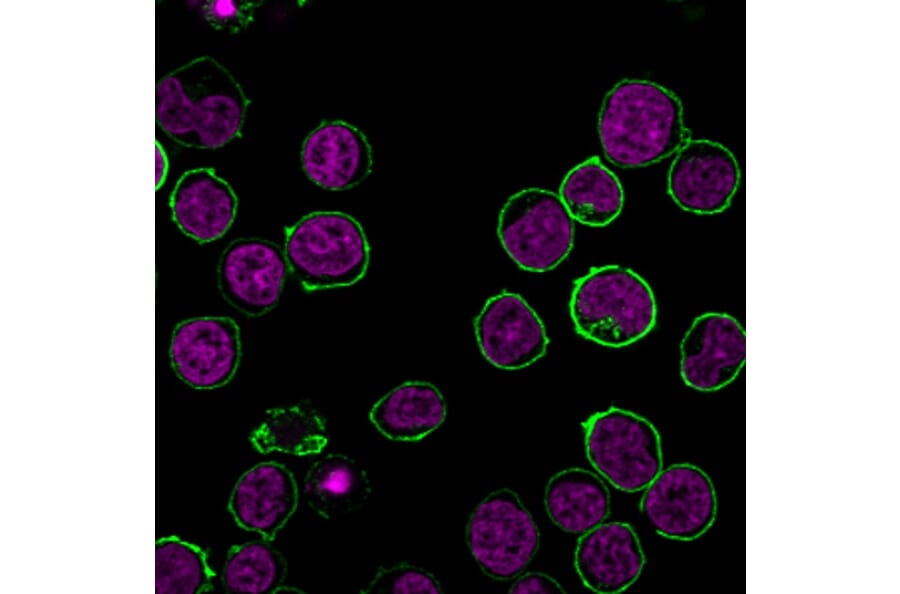 Immunofluorescence - Anti-CD45 Antibody [135-4C5] (CF®660R) (A352248) - Antibodies.com