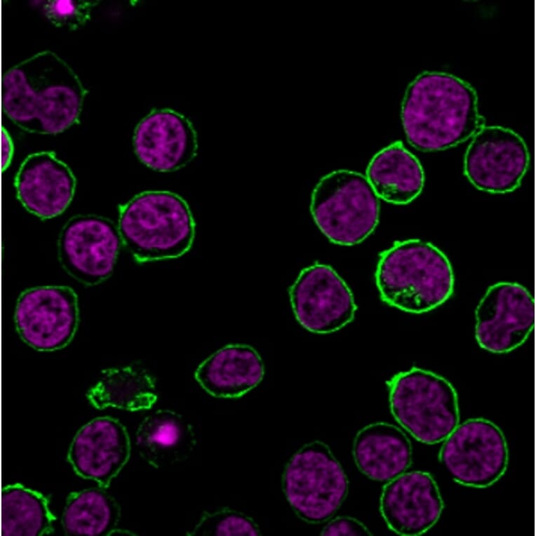 Immunofluorescence - Anti-CD45 Antibody [135-4C5] (CF®660R) (A352248) - Antibodies.com