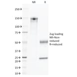 SDS-PAGE - Anti-CD45 Antibody [135-4C5] (CF®660R) (A352248) - Antibodies.com