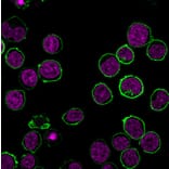 Immunofluorescence - Anti-CD45 Antibody [135-4C5] (CF®680R) (A352251) - Antibodies.com