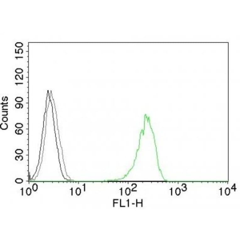 Immunohistochemistry (formalin-fixed, paraffin-embedded) - Anti-Transferrin Receptor Antibody [DF1513] (CF®647) (A352273) - Antibodies.com
