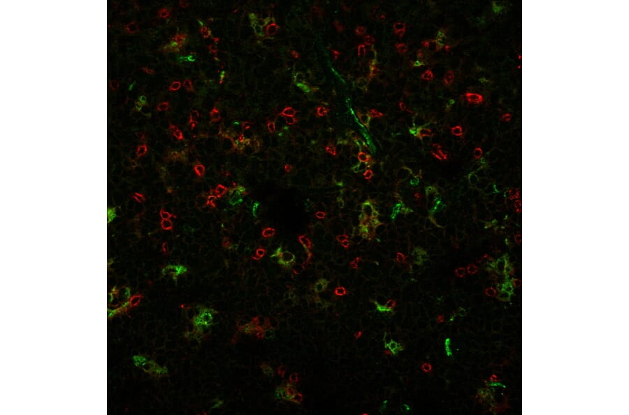 Immunofluorescence - Anti-CD4 Antibody [C4/206] (CF®740) (A352300) - Antibodies.com