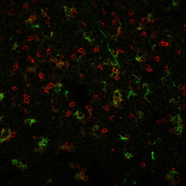 Immunofluorescence - Anti-CD4 Antibody [C4/206] (CF®740) (A352300) - Antibodies.com