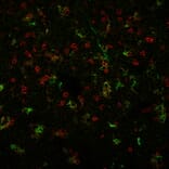 Immunofluorescence - Anti-CD4 Antibody [C4/206] (CF®740) (A352300) - Antibodies.com
