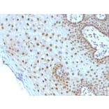 Immunohistochemistry (formalin-fixed, paraffin-embedded) - Anti-c-Myc Antibody [MYC275] (CF®488A) (A352350) - Antibodies.com