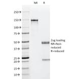 SDS-PAGE - Anti-p53 Antibody [PAb122] (CF®568) (A352397) - Antibodies.com