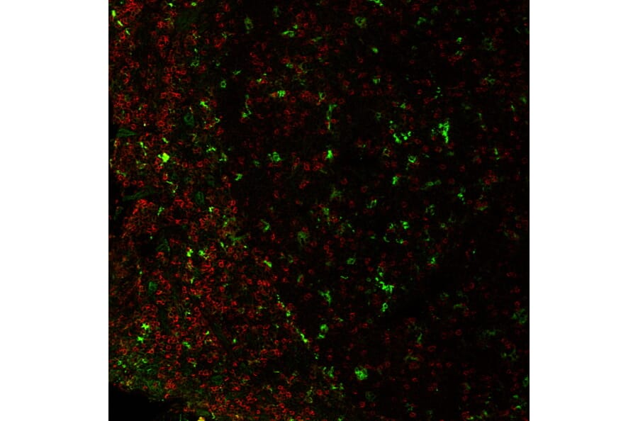 Immunofluorescence - Anti-CD4 Antibody [EDU-2] (CF®740) (A352406) - Antibodies.com