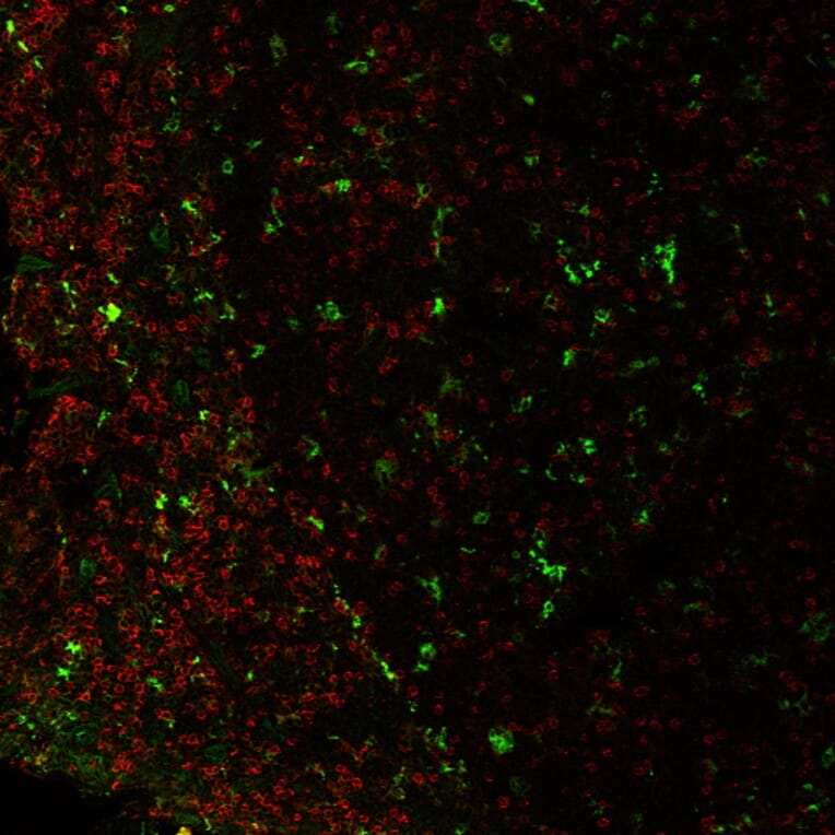 Immunofluorescence - Anti-CD4 Antibody [EDU-2] (CF®740) (A352406) - Antibodies.com