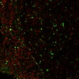 Immunofluorescence - Anti-CD4 Antibody [EDU-2] (CF®740) (A352406) - Antibodies.com