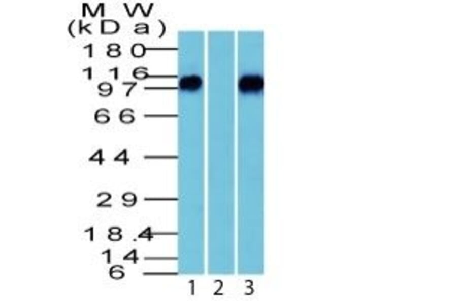 Wstern Blot - Anti-beta Catenin Antibody (CF®647) (A352446) - Antibodies.com