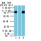 Wstern Blot - Anti-beta Catenin Antibody (CF®647) (A352446) - Antibodies.com