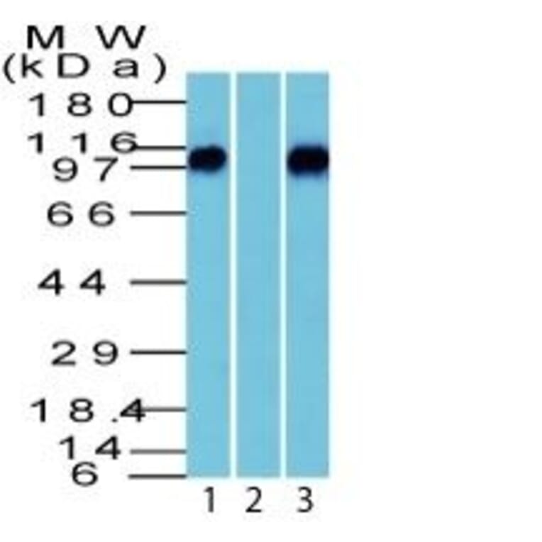 Wstern Blot - Anti-beta Catenin Antibody (CF®488A) (A352449) - Antibodies.com