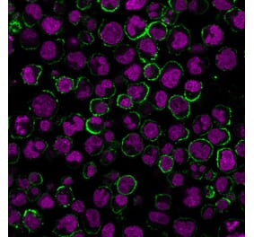 Immunofluorescence - Anti-CD19 Antibody [CVID3/429] (CF®640R) (A352493) - Antibodies.com