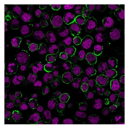 Immunofluorescence - Anti-CD19 Antibody [CVID3/429] (CF®640R) (A352493) - Antibodies.com