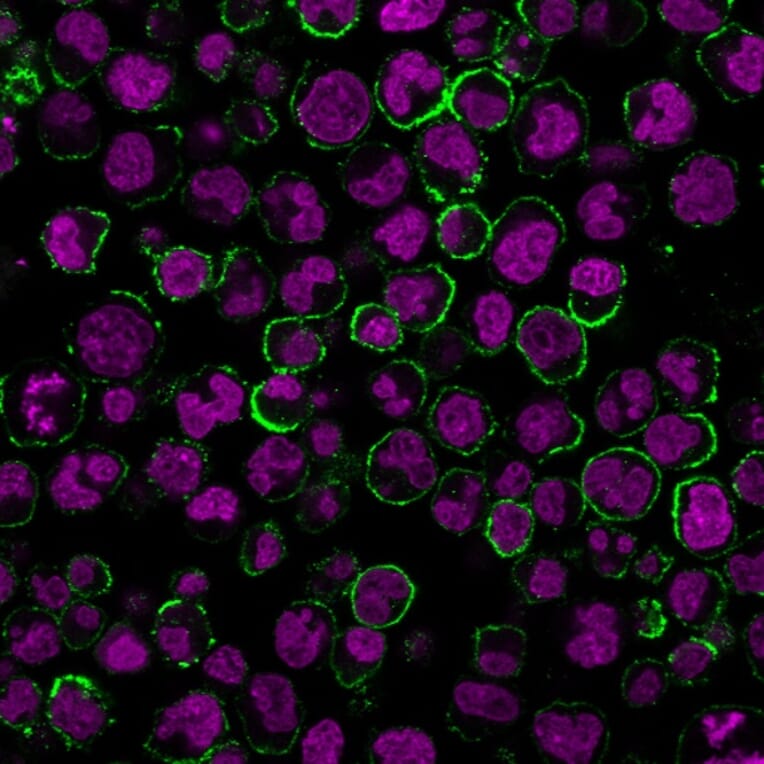 Immunofluorescence - Anti-CD19 Antibody [CVID3/429] (CF®568) (A352495) - Antibodies.com