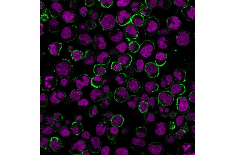 Immunofluorescence - Anti-CD19 Antibody [CVID3/429] (CF®740) (A352496) - Antibodies.com