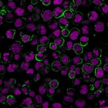 Immunofluorescence - Anti-CD19 Antibody [CVID3/429] (CF®740) (A352496) - Antibodies.com