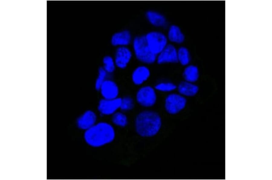 Immunofluorescence - Anti-EGFR Antibody [GFR450] (CF®405S) (A352516) - Antibodies.com
