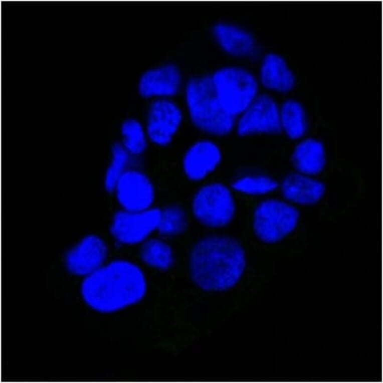 Immunofluorescence - Anti-EGFR Antibody [GFR450] (CF®405S) (A352516) - Antibodies.com