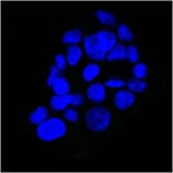 Immunofluorescence - Anti-EGFR Antibody [GFR450] (CF®594) (A352522) - Antibodies.com