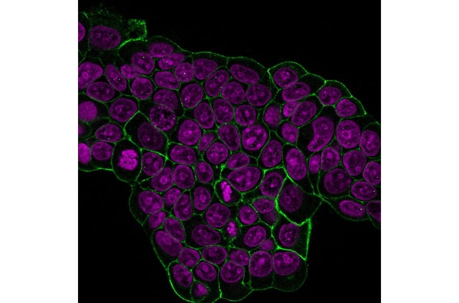 Immunofluorescence - Anti-ErbB2 Antibody [HRB2/451] (CF®740) (A352528) - Antibodies.com
