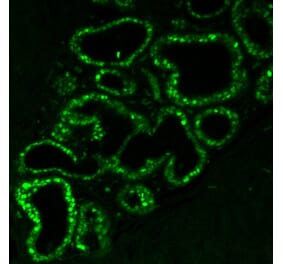 Immunofluorescence - Anti-Estrogen Receptor alpha Antibody [ER506] (CF®405S) (A352591) - Antibodies.com