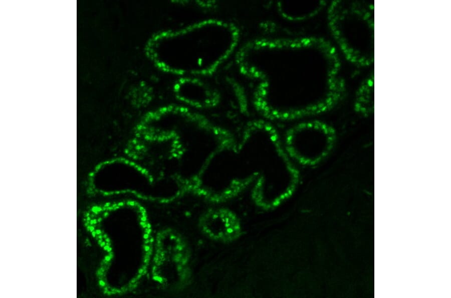 Immunofluorescence - Anti-Estrogen Receptor alpha Antibody [ER506] (CF®488A) (A352597) - Antibodies.com