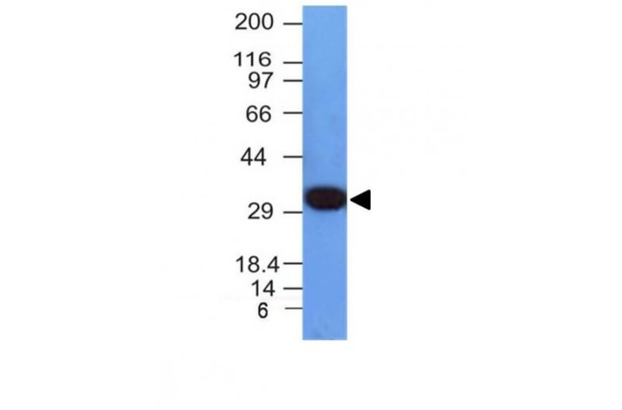 Wstern Blot - Anti-PCNA Antibody [PCNA/694] (CF®647) (A352707) - Antibodies.com