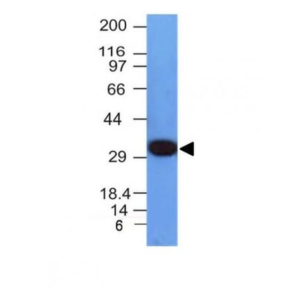 Wstern Blot - Anti-PCNA Antibody [PCNA/694] (CF®740) (A352709) - Antibodies.com