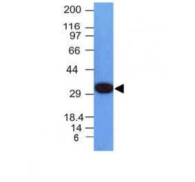 Wstern Blot - Anti-PCNA Antibody [PCNA/694] (Biotin) (A352712) - Antibodies.com