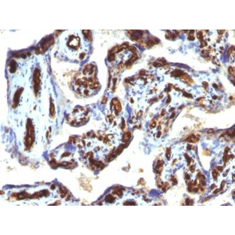 Immunohistochemistry (formalin-fixed, paraffin-embedded) - Anti-CD34 Antibody [HPCA1/763] (CF®568) (A352817) - Antibodies.com