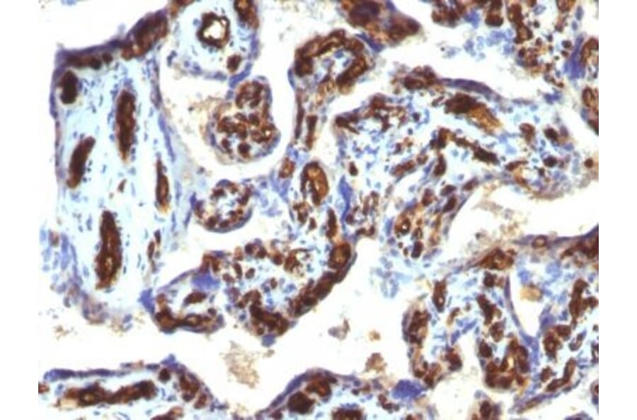 Immunohistochemistry (formalin-fixed, paraffin-embedded) - Anti-CD34 Antibody [HPCA1/763] (CF®740) (A352818) - Antibodies.com
