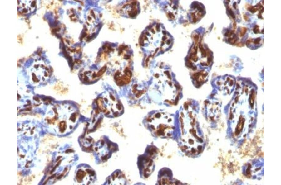 Immunohistochemistry (formalin-fixed, paraffin-embedded) - Anti-CD34 Antibody [QBEnd/10 + HPCA1/763] (CF®568) (A352941) - Antibodies.com